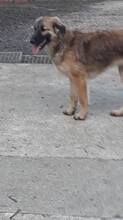 LAYLA, Hund, Mischlingshund in Rumänien - Bild 18