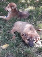 LAYLA, Hund, Mischlingshund in Rumänien - Bild 19