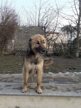 LAYLA, Hund, Mischlingshund in Rumänien - Bild 2