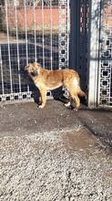 LAYLA, Hund, Mischlingshund in Rumänien - Bild 20