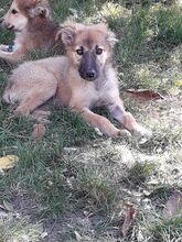 LAYLA, Hund, Mischlingshund in Rumänien - Bild 25