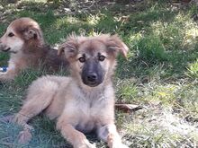 LAYLA, Hund, Mischlingshund in Rumänien - Bild 26