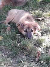 LAYLA, Hund, Mischlingshund in Rumänien - Bild 27