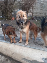 LAYLA, Hund, Mischlingshund in Rumänien - Bild 3