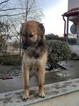 LAYLA, Hund, Mischlingshund in Rumänien - Bild 5