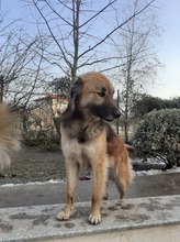 LAYLA, Hund, Mischlingshund in Rumänien - Bild 8