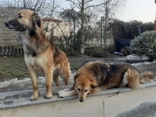 LAYLA, Hund, Mischlingshund in Rumänien - Bild 9