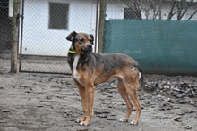 BARBI, Hund, Mischlingshund in Ungarn - Bild 3