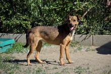 BARBI, Hund, Mischlingshund in Ungarn - Bild 4