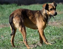 BARBI, Hund, Mischlingshund in Ungarn - Bild 7
