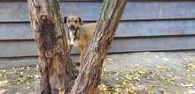 BARBI, Hund, Mischlingshund in Ungarn - Bild 9