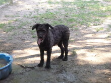 JUCUS, Hund, Mischlingshund in Ungarn - Bild 1