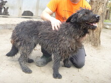 JUCUS, Hund, Mischlingshund in Ungarn - Bild 3
