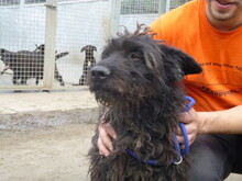 JUCUS, Hund, Mischlingshund in Ungarn - Bild 4