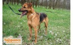 SACI, Hund, Mischlingshund in Delmenhorst - Bild 1