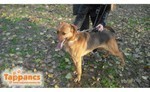 SACI, Hund, Mischlingshund in Delmenhorst - Bild 4