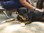 LUCA, Hund, Mischlingshund in Delmenhorst - Bild 4