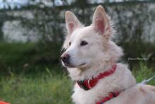 AMICO, Hund, Mischlingshund in Weilburg - Bild 10
