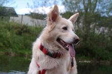 AMICO, Hund, Mischlingshund in Weilburg - Bild 11