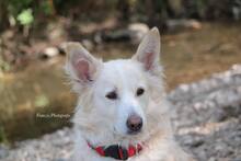 AMICO, Hund, Mischlingshund in Weilburg - Bild 15