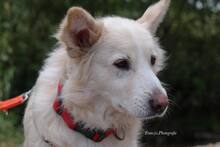 AMICO, Hund, Mischlingshund in Weilburg - Bild 18