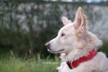 AMICO, Hund, Mischlingshund in Weilburg - Bild 19