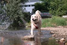 AMICO, Hund, Mischlingshund in Weilburg - Bild 20