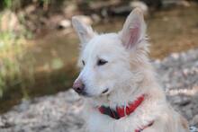 AMICO, Hund, Mischlingshund in Weilburg - Bild 22