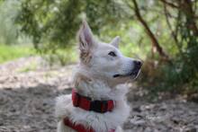 AMICO, Hund, Mischlingshund in Weilburg - Bild 29