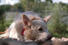 AMICO, Hund, Mischlingshund in Weilburg - Bild 3