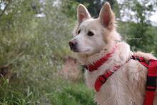 AMICO, Hund, Mischlingshund in Weilburg - Bild 30