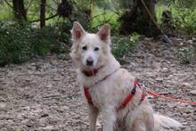 AMICO, Hund, Mischlingshund in Weilburg - Bild 34