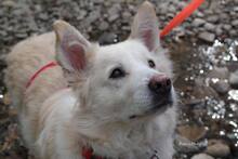 AMICO, Hund, Mischlingshund in Weilburg - Bild 35