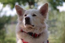 AMICO, Hund, Mischlingshund in Weilburg - Bild 38