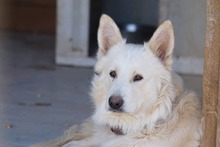 AMICO, Hund, Mischlingshund in Weilburg - Bild 41