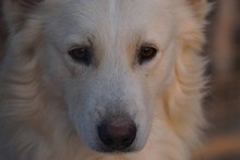 AMICO, Hund, Mischlingshund in Weilburg - Bild 42