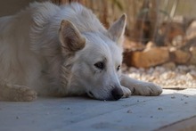 AMICO, Hund, Mischlingshund in Weilburg - Bild 43