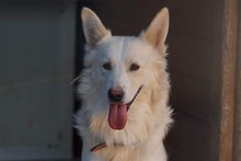 AMICO, Hund, Mischlingshund in Weilburg - Bild 44