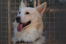 AMICO, Hund, Mischlingshund in Weilburg - Bild 46