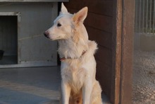 AMICO, Hund, Mischlingshund in Weilburg - Bild 47