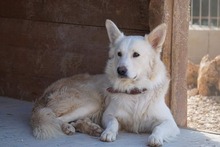 AMICO, Hund, Mischlingshund in Weilburg - Bild 48