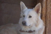 AMICO, Hund, Mischlingshund in Weilburg - Bild 49