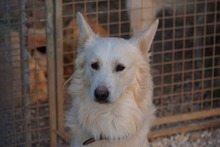 AMICO, Hund, Mischlingshund in Weilburg - Bild 51