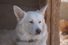 AMICO, Hund, Mischlingshund in Weilburg - Bild 52