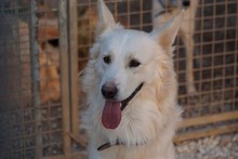 AMICO, Hund, Mischlingshund in Weilburg - Bild 53