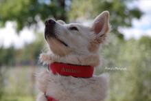 AMICO, Hund, Mischlingshund in Weilburg - Bild 8