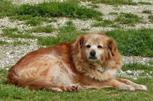 SUSANNA, Hund, Mischlingshund in Italien - Bild 3