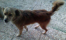 SUSANNA, Hund, Mischlingshund in Italien - Bild 5
