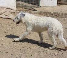 MOMO, Hund, Mischlingshund in Spanien - Bild 12