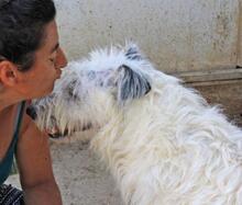 MOMO, Hund, Mischlingshund in Spanien - Bild 13
